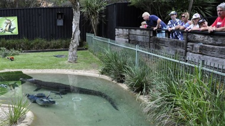 Visitors watch as Elvis, a giant saltwater crocodile swims next to a lawnmower in his pool at the Australian Reptile Park at Gosford, Australia, Wednesday, Dec. 28, 2011. The 16-foot (5-meter), 1,100-pound (500-kilogram) crocodile lunged out of its lagoon at a park worker tending to the lawn before stealing his lawn mower. (AP Photo/Libby Bain) EDITORIAL USE ONLY